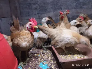 মালয়েশিয়ান শর্ট সেরেমা মুরগি, বয়স ৩মাস