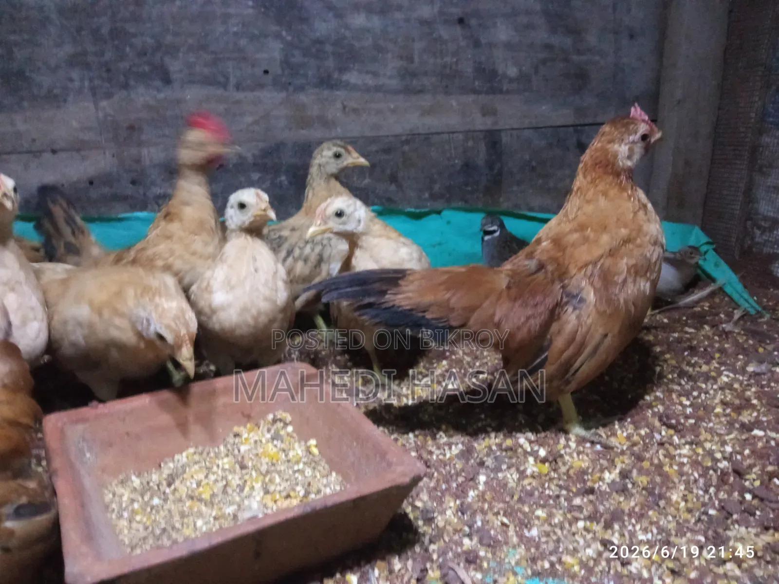 মালয়েশিয়ান শর্ট সেরেমা মুরগি, বয়স ৩মাস