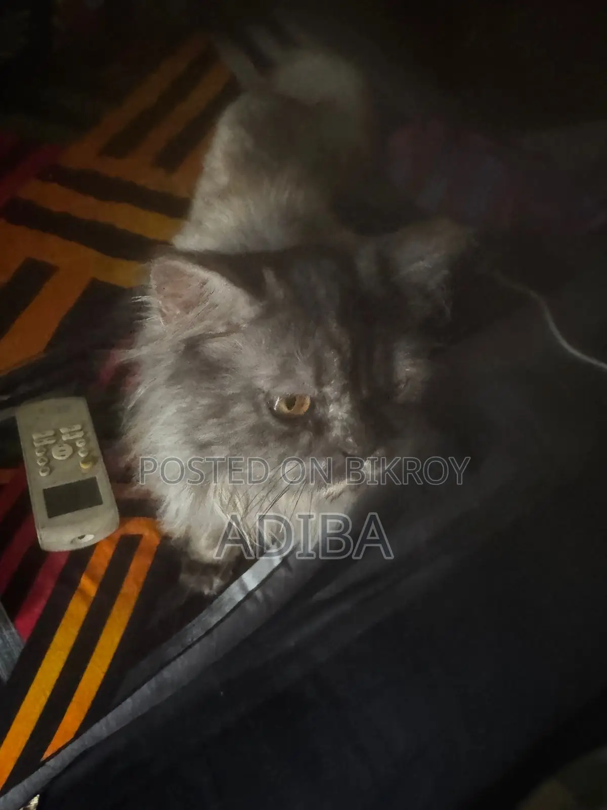 6-12 Months Female Purebred Persian