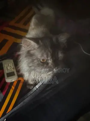 6-12 Months Female Purebred Persian