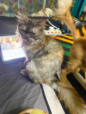 6-12 Months Female Purebred Persian