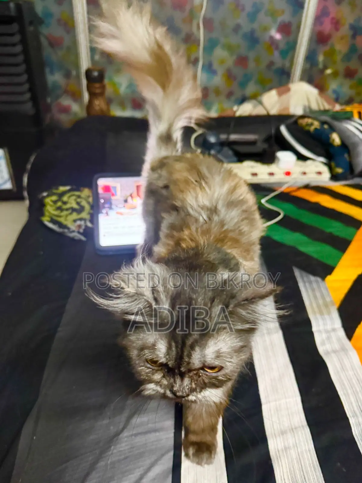 6-12 Months Female Purebred Persian