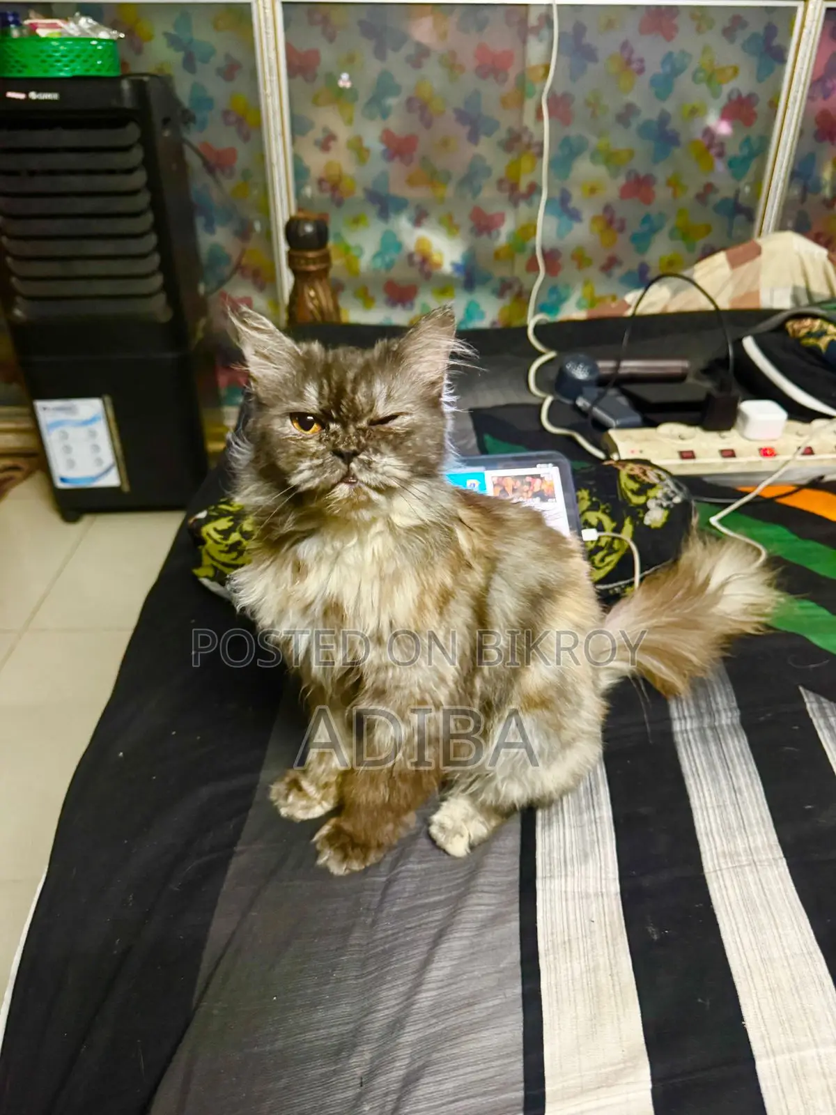 6-12 Months Female Purebred Persian
