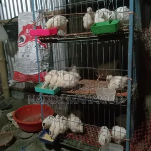 European Adult Quail Birds