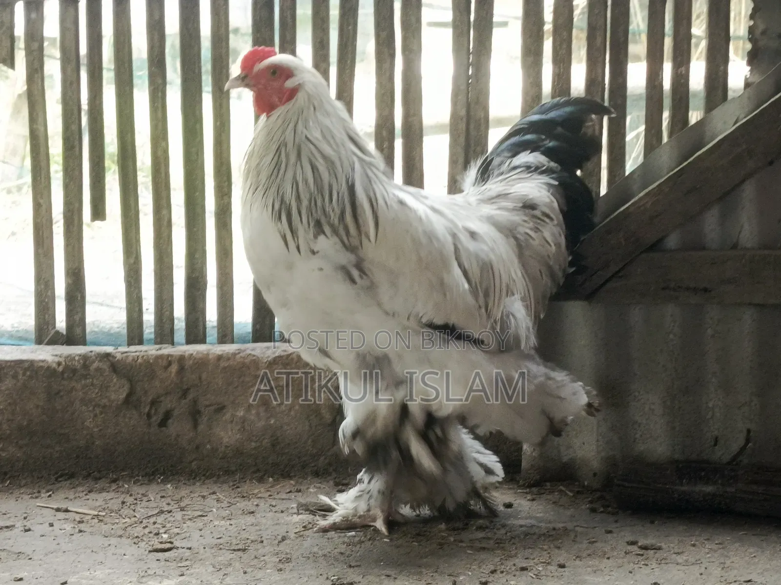 ব্রাহমান মুরগী