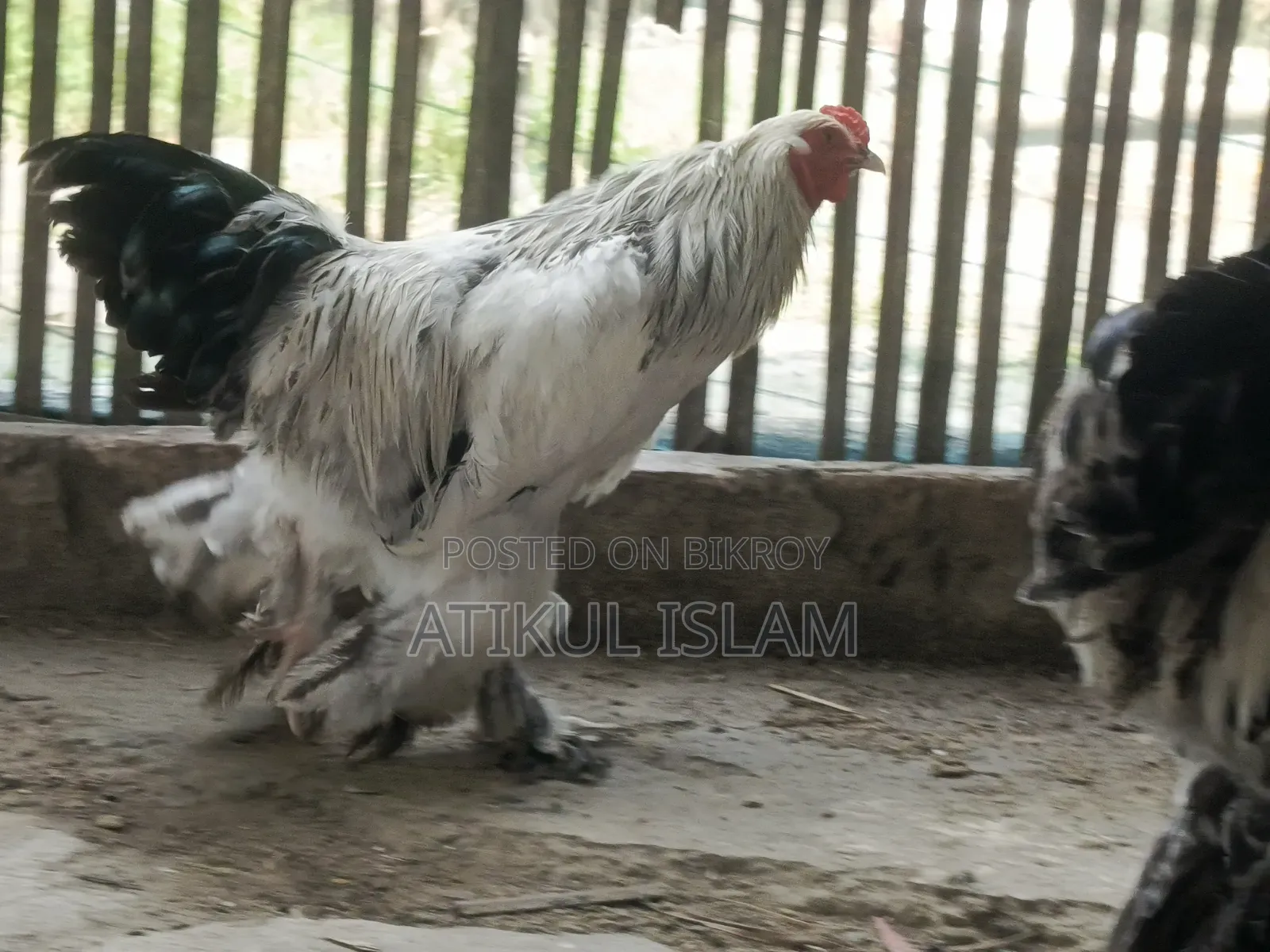 ব্রাহমান মুরগী