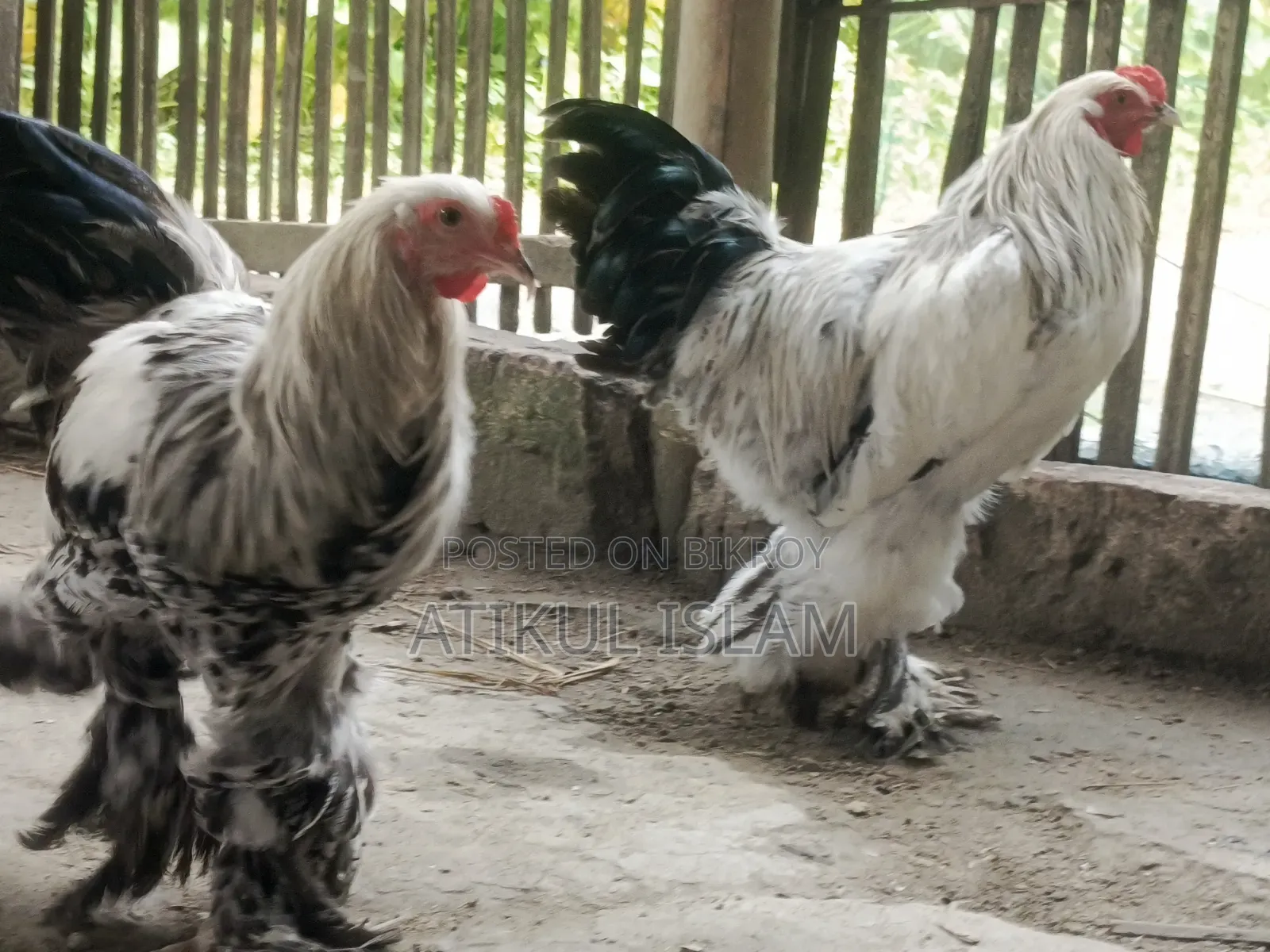 ব্রাহমান মুরগী