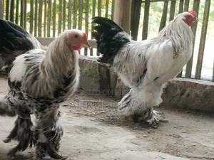 ব্রাহমান মুরগী