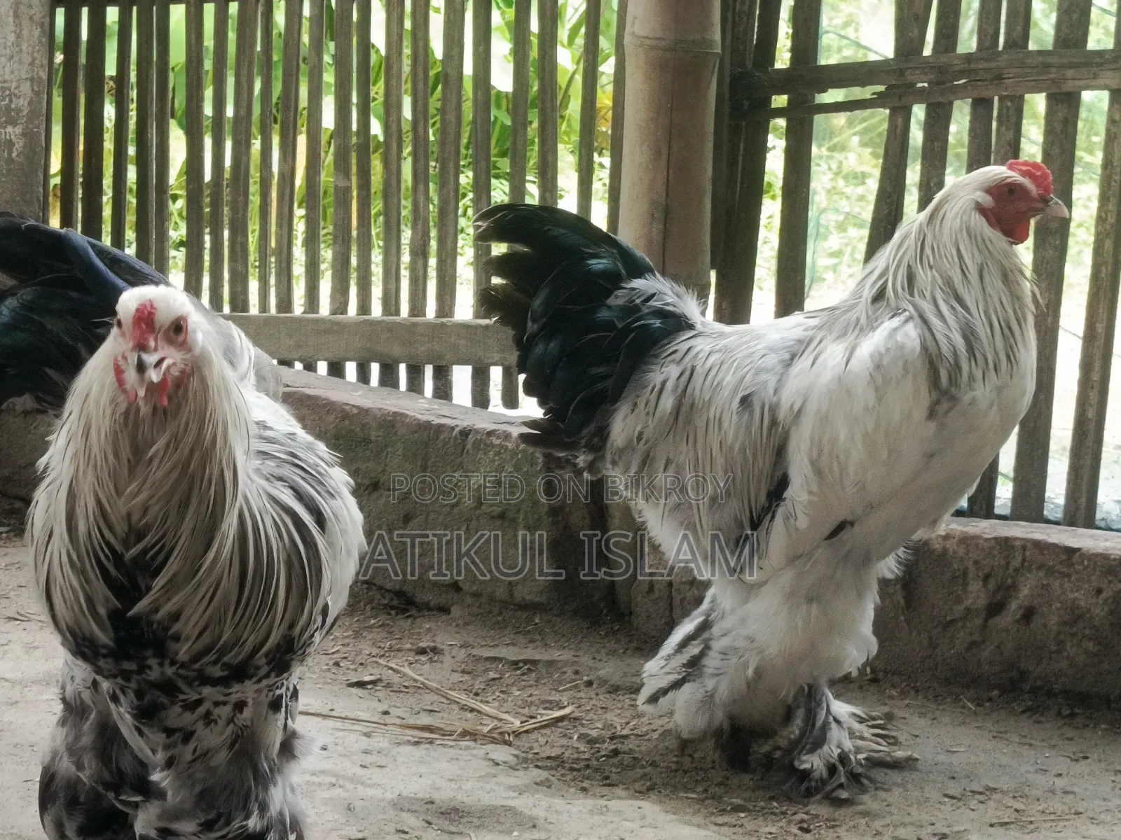 ব্রাহমান মুরগী