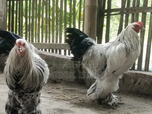 ব্রাহমান মুরগী