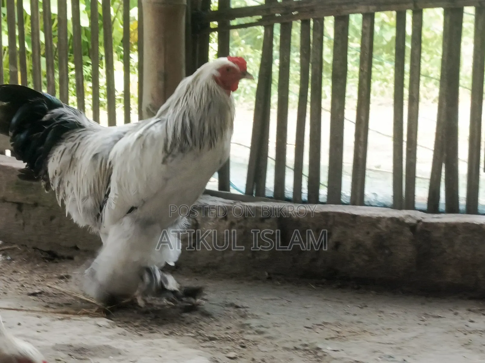 ব্রাহমান মুরগী