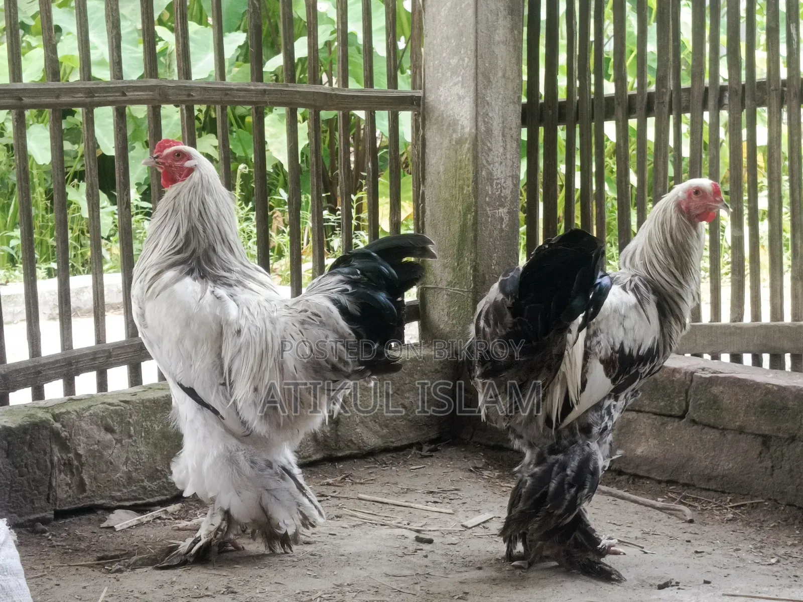 ব্রাহমান মুরগী