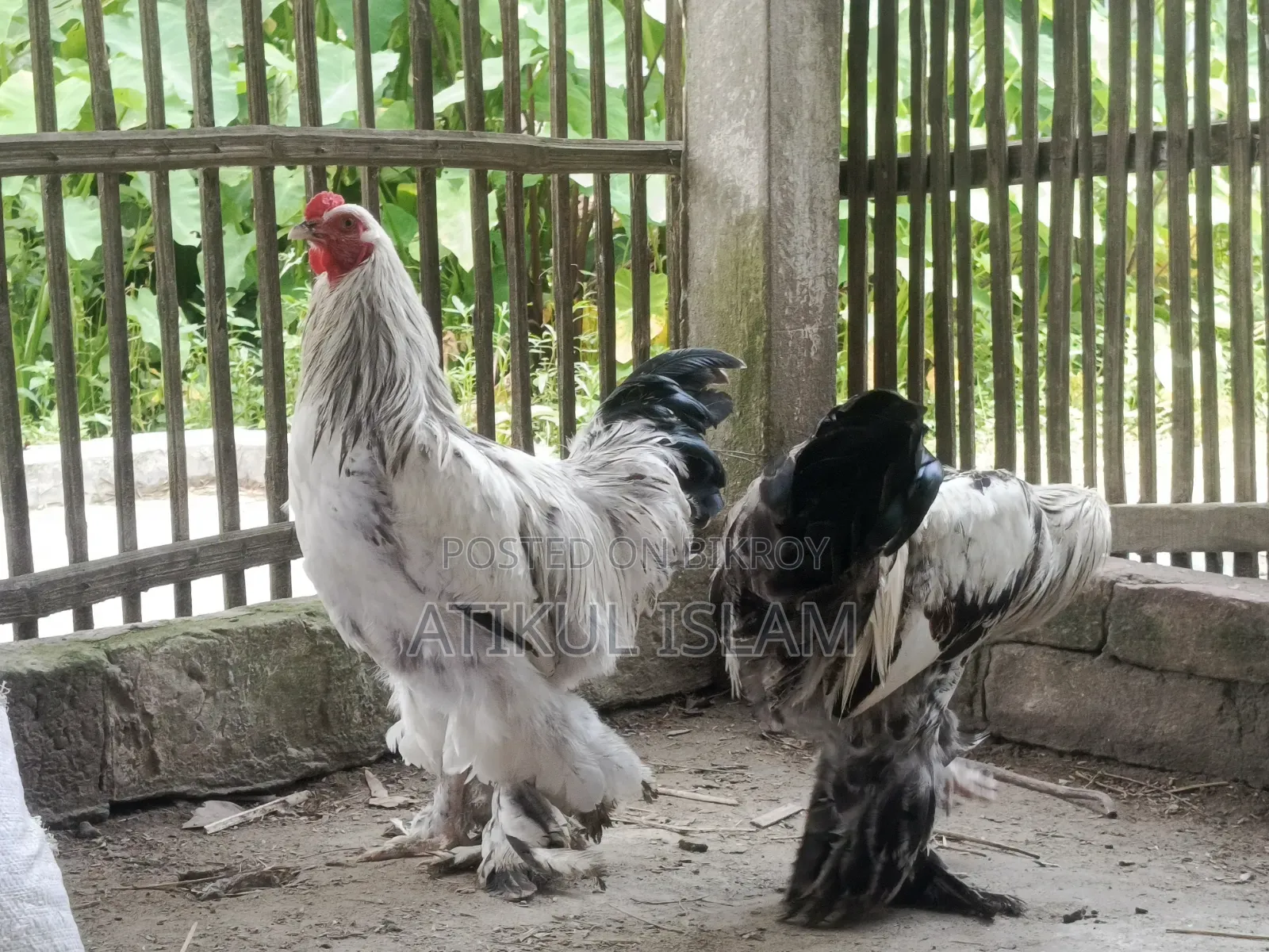 ব্রাহমান মুরগী