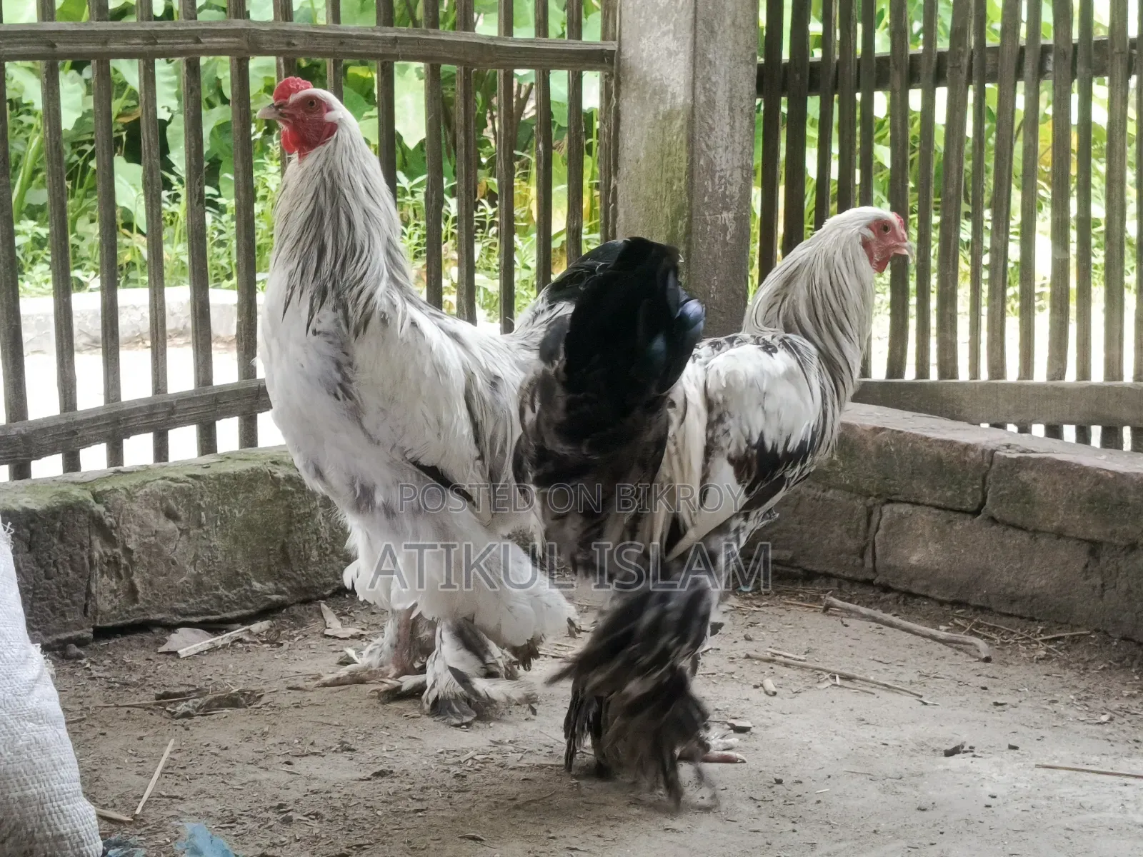 ব্রাহমান মুরগী