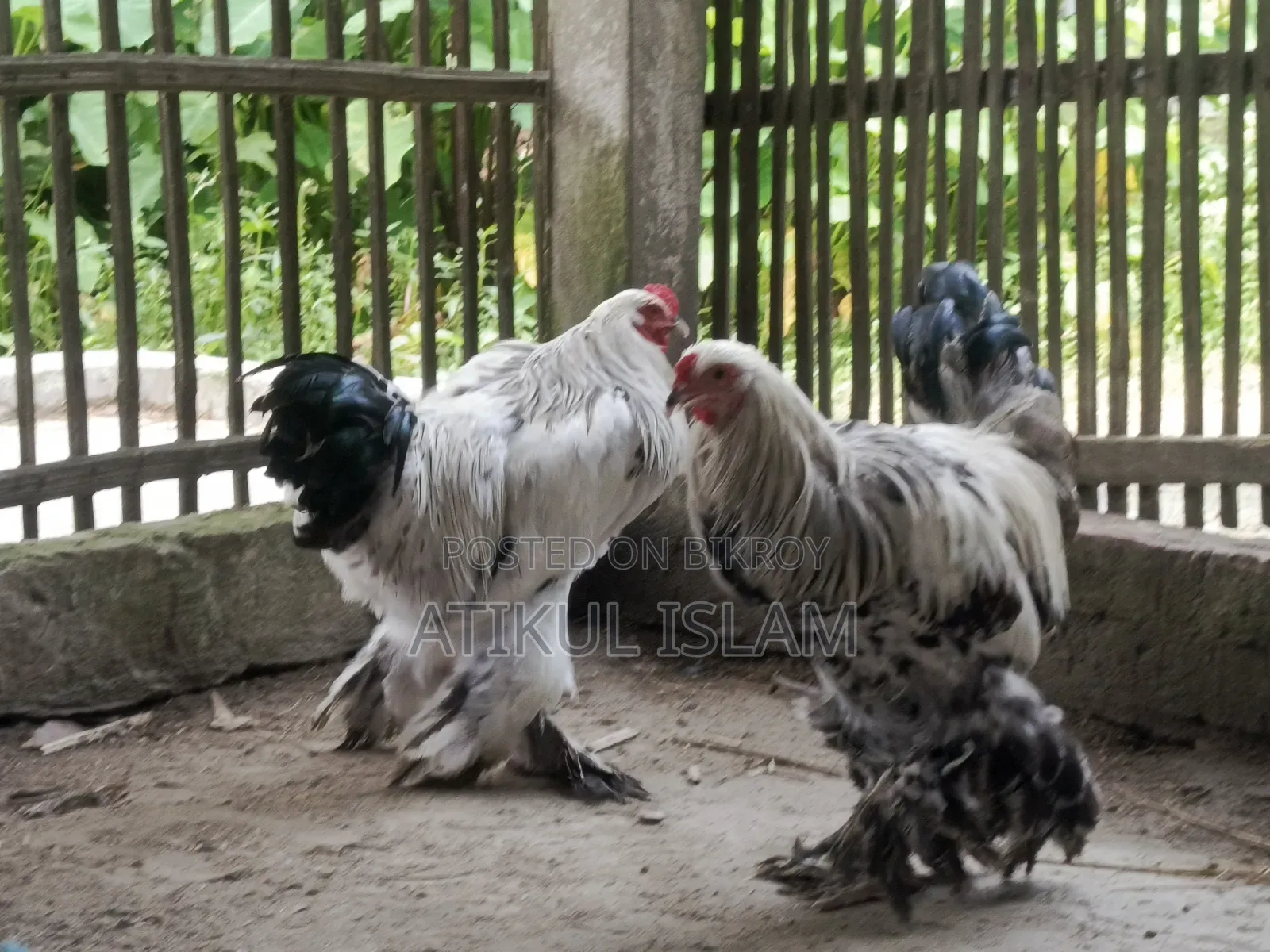 ব্রাহমান মুরগী