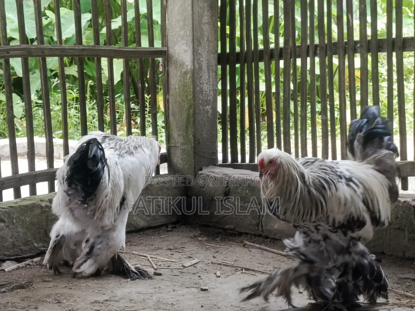 ব্রাহমান মুরগী