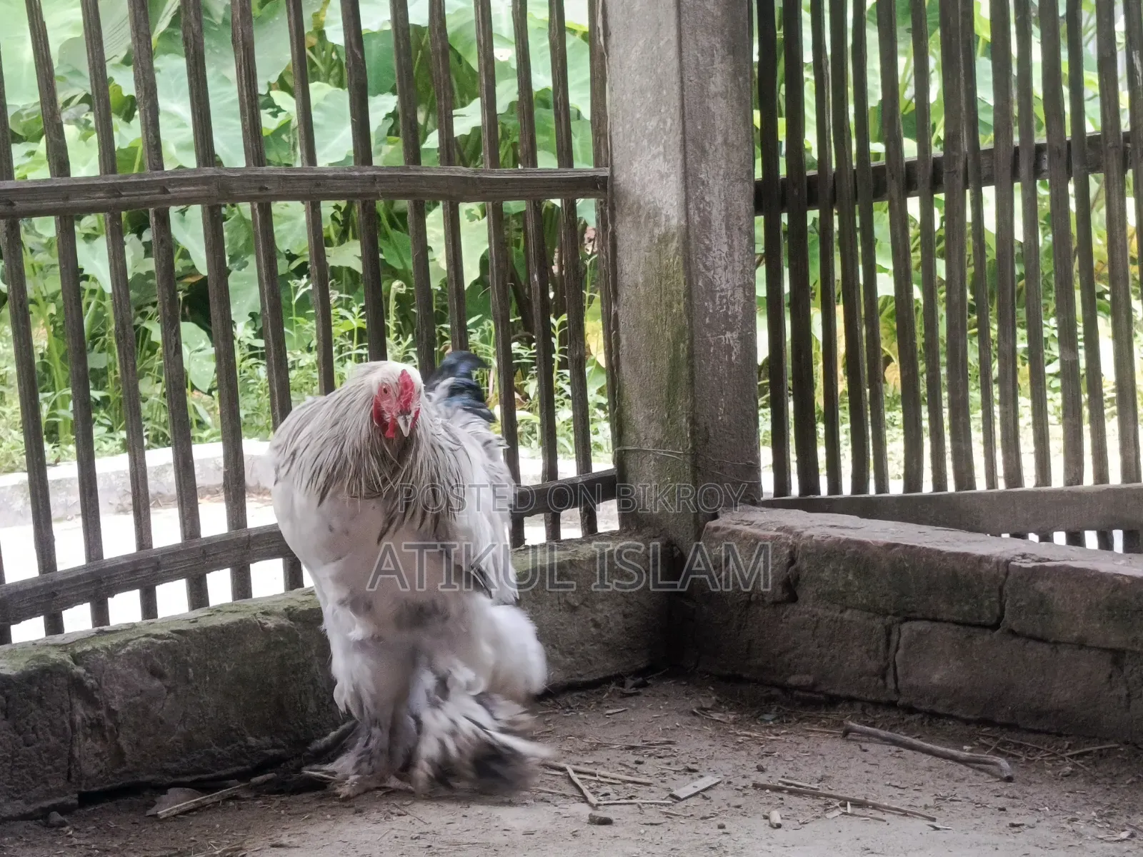 ব্রাহমান মুরগী