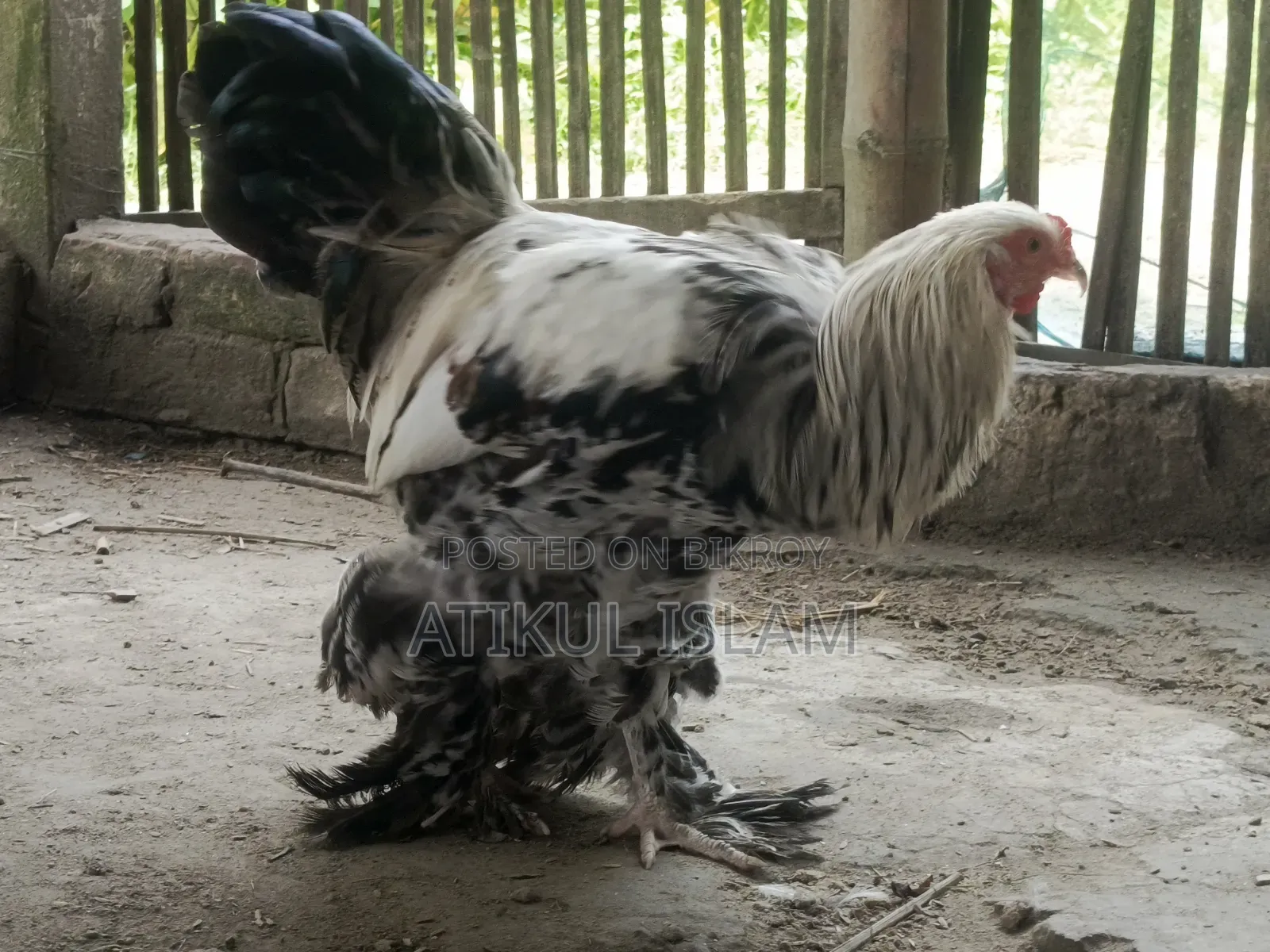 ব্রাহমান মুরগী