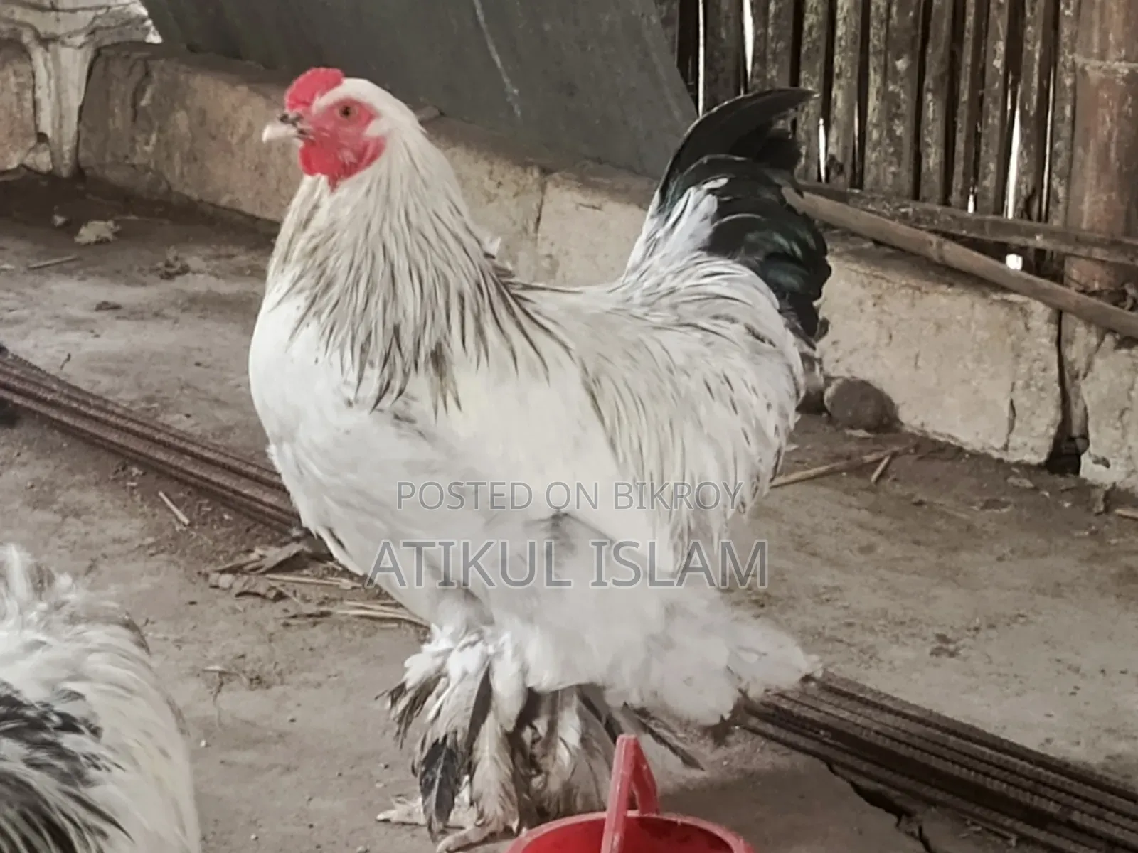 ব্রাহমান মুরগী