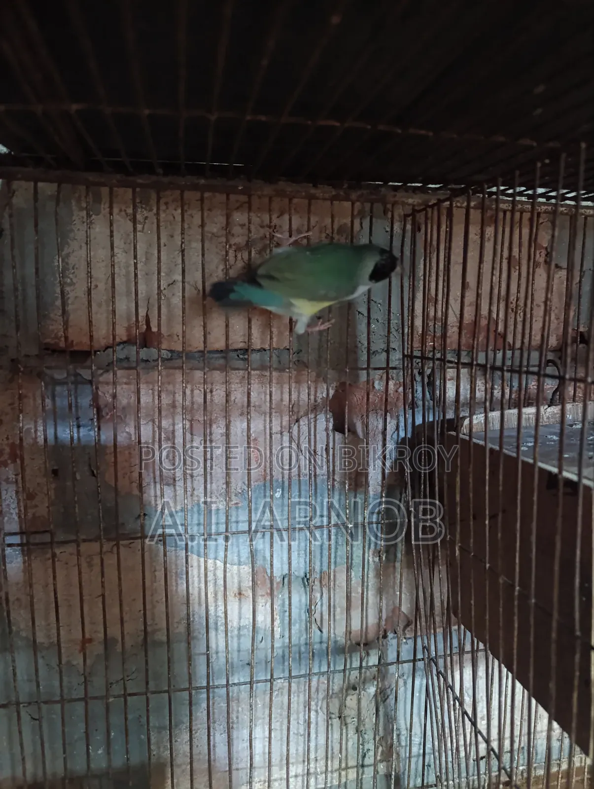 গোল্ডিয়ান ফিঞ্চ ফিমেল