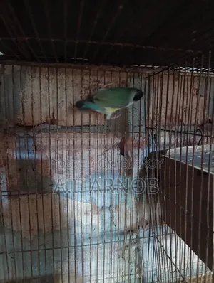 গোল্ডিয়ান ফিঞ্চ ফিমেল