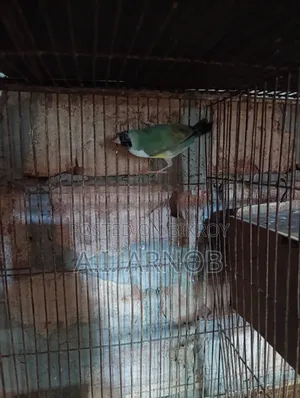 গোল্ডিয়ান ফিঞ্চ ফিমেল