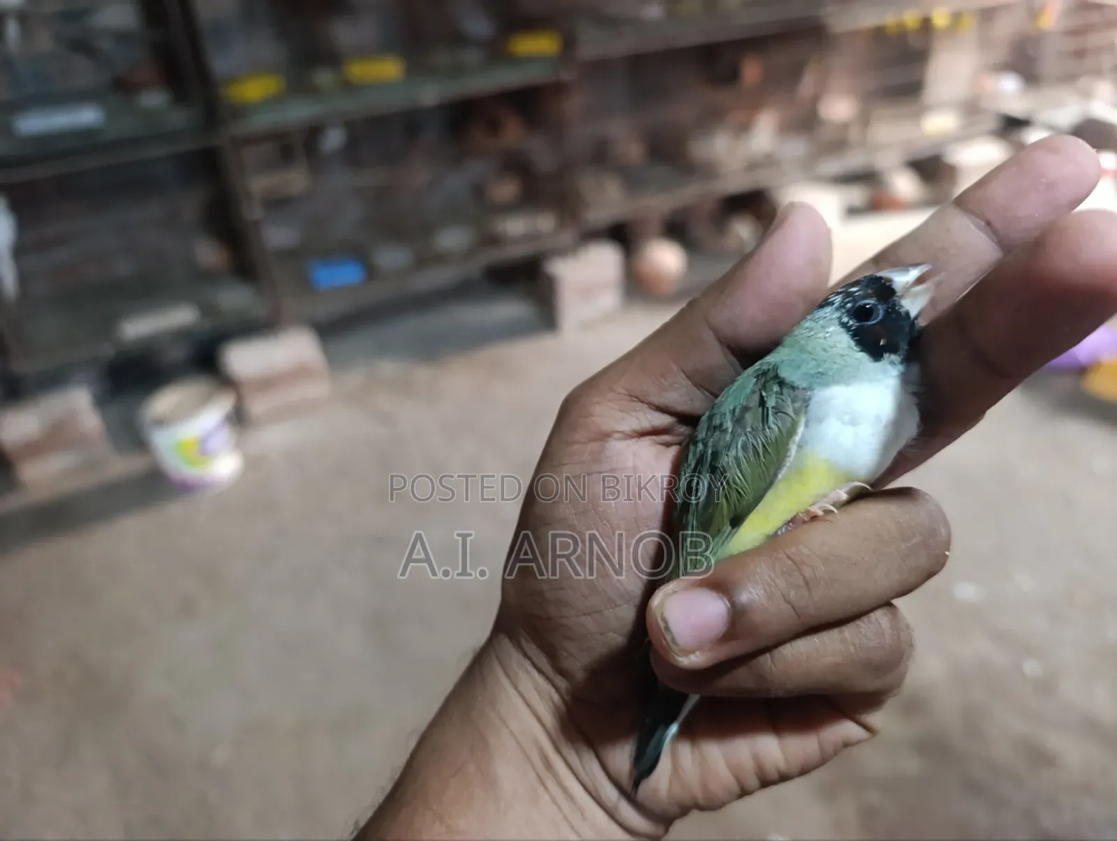 গোল্ডিয়ান ফিঞ্চ ফিমেল