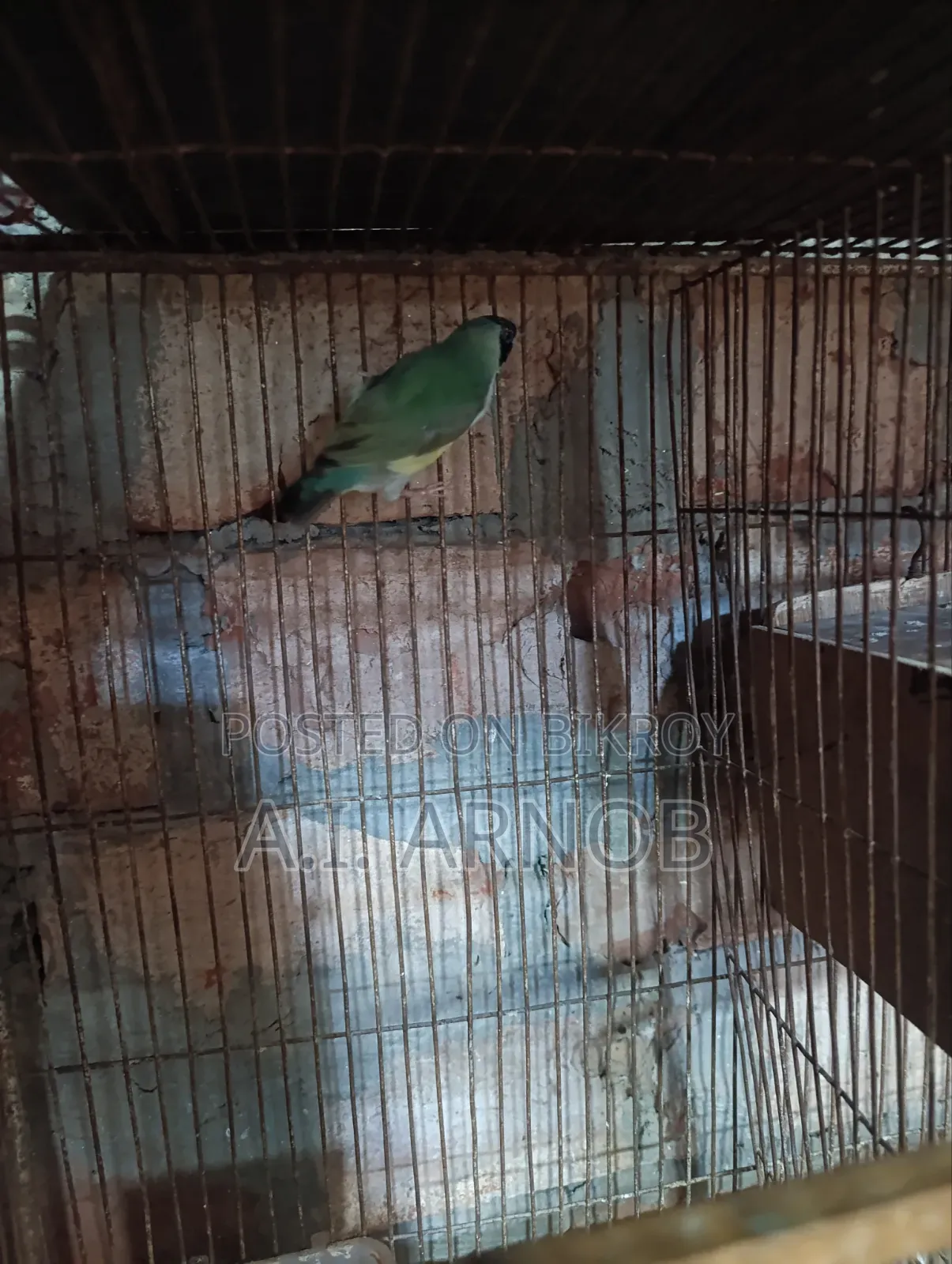 গোল্ডিয়ান ফিঞ্চ ফিমেল