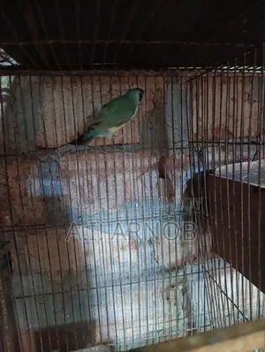 গোল্ডিয়ান ফিঞ্চ ফিমেল