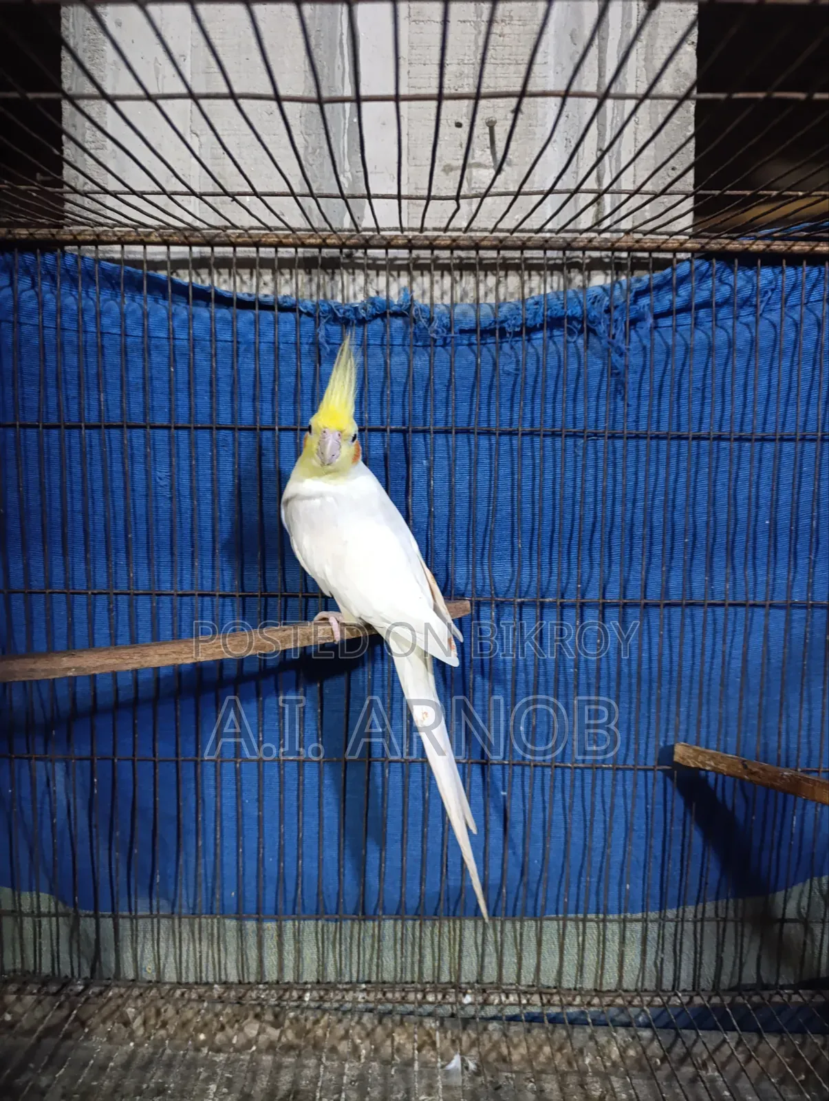 Lutino Cockatiel Male
