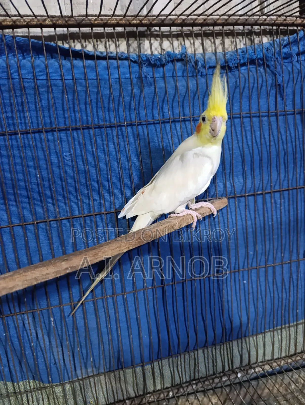 Lutino Cockatiel Male