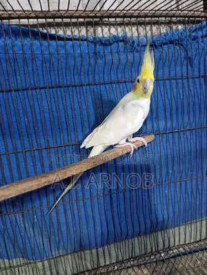 Lutino Cockatiel Male