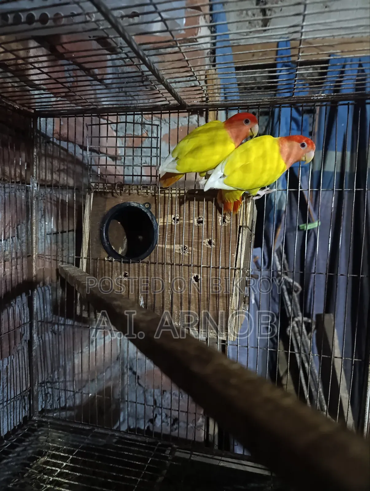 Lutino Red Head Opaline Master Pair