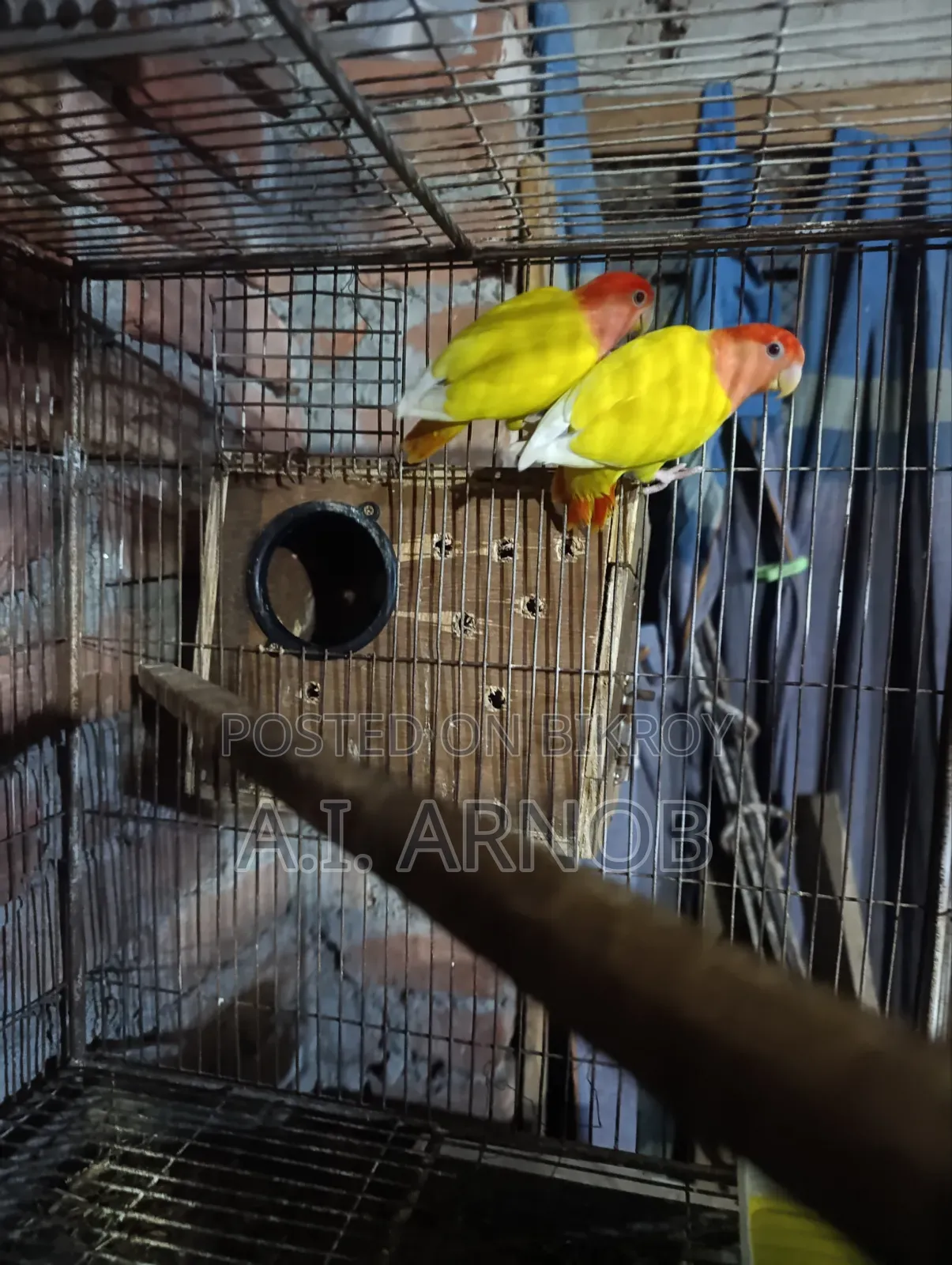 Lutino Red Head Opaline Master Pair