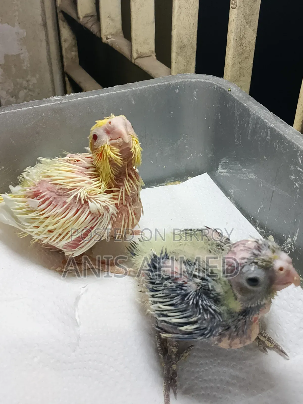 Cockatiel Bird