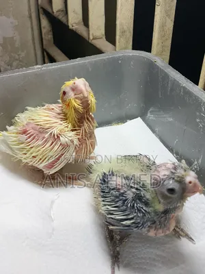 Cockatiel Bird