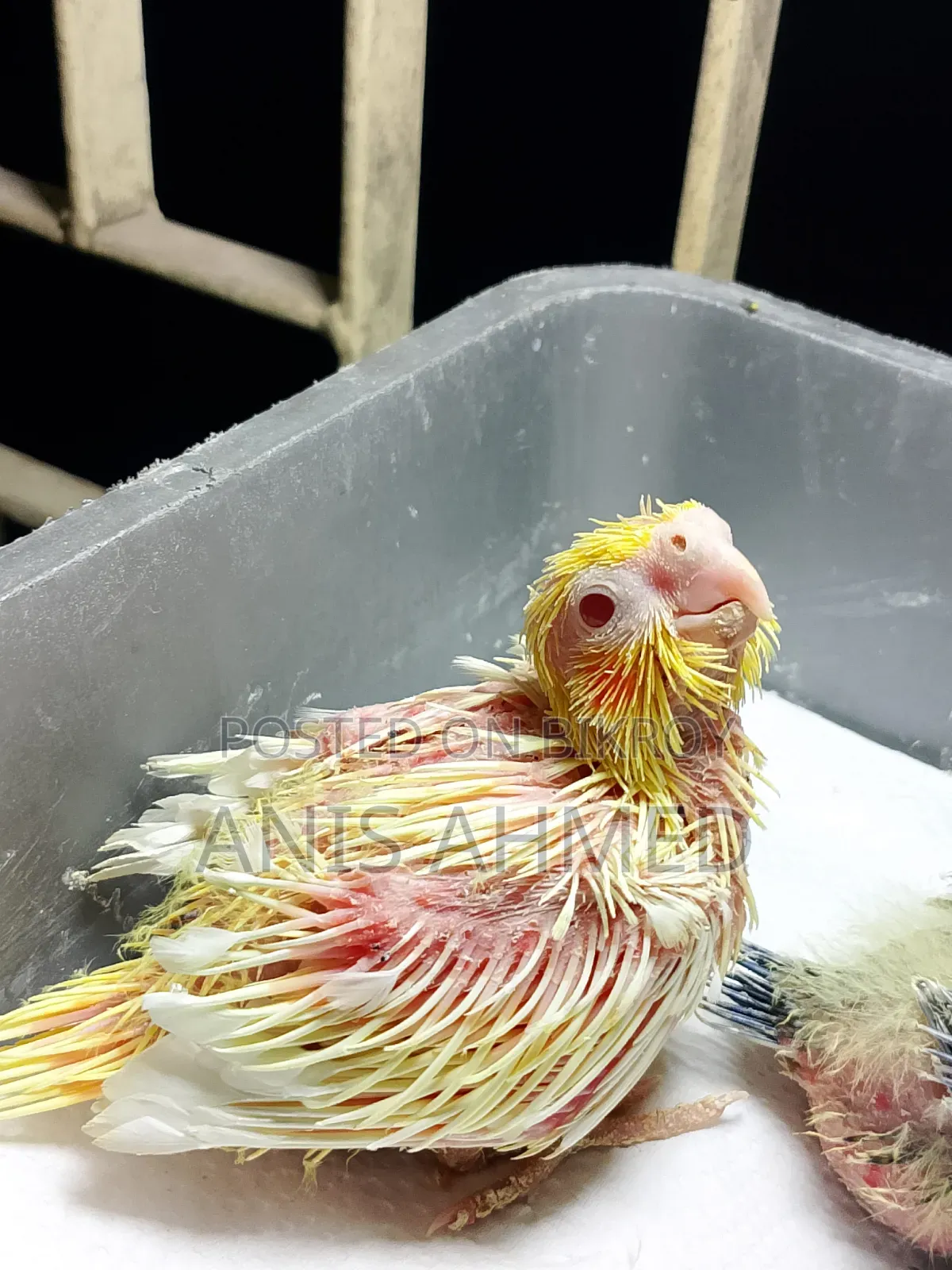 Cockatiel Bird