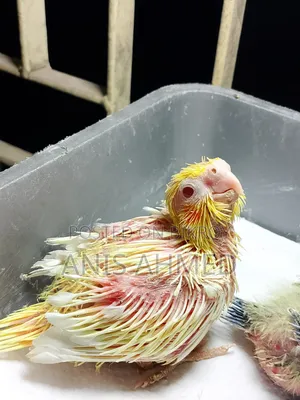 Cockatiel Bird
