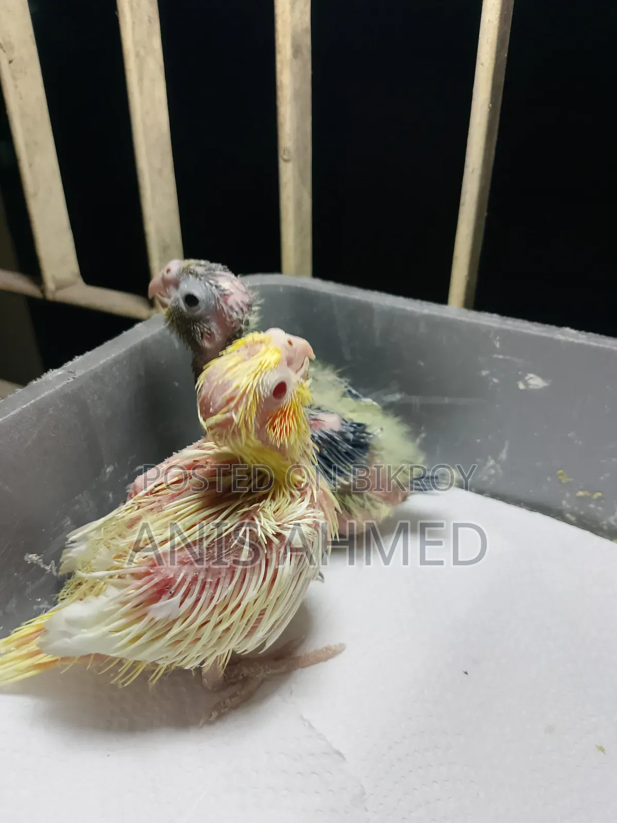 Cockatiel Bird