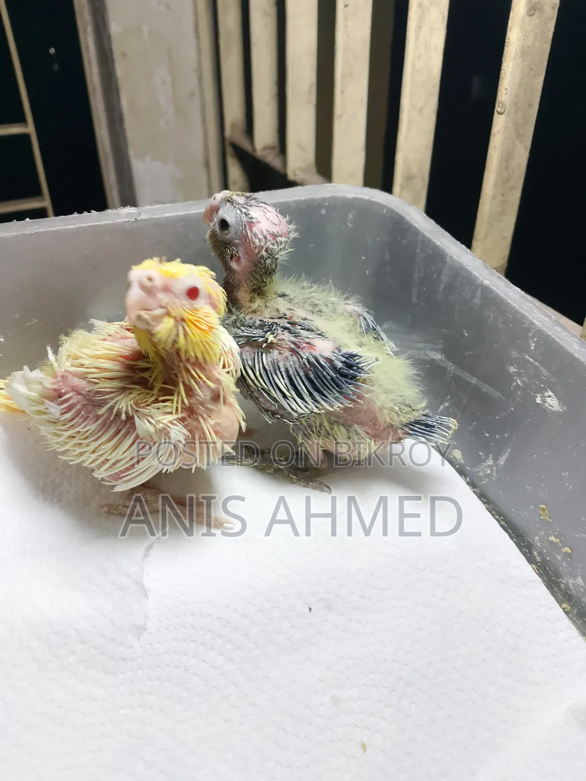 Cockatiel Bird