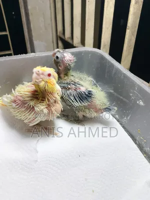 Cockatiel Bird