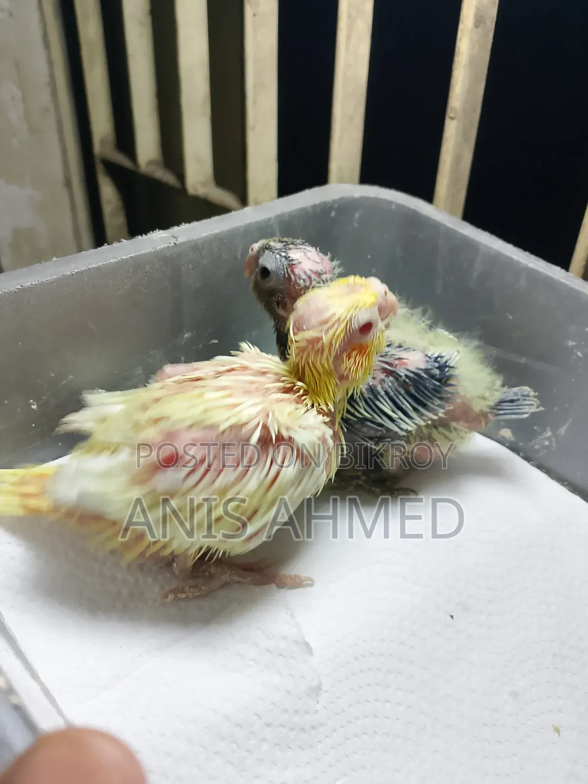 Cockatiel Bird