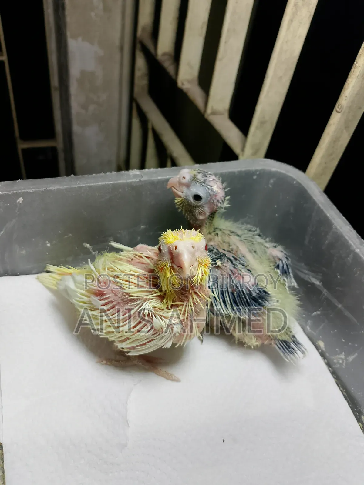 Cockatiel Bird