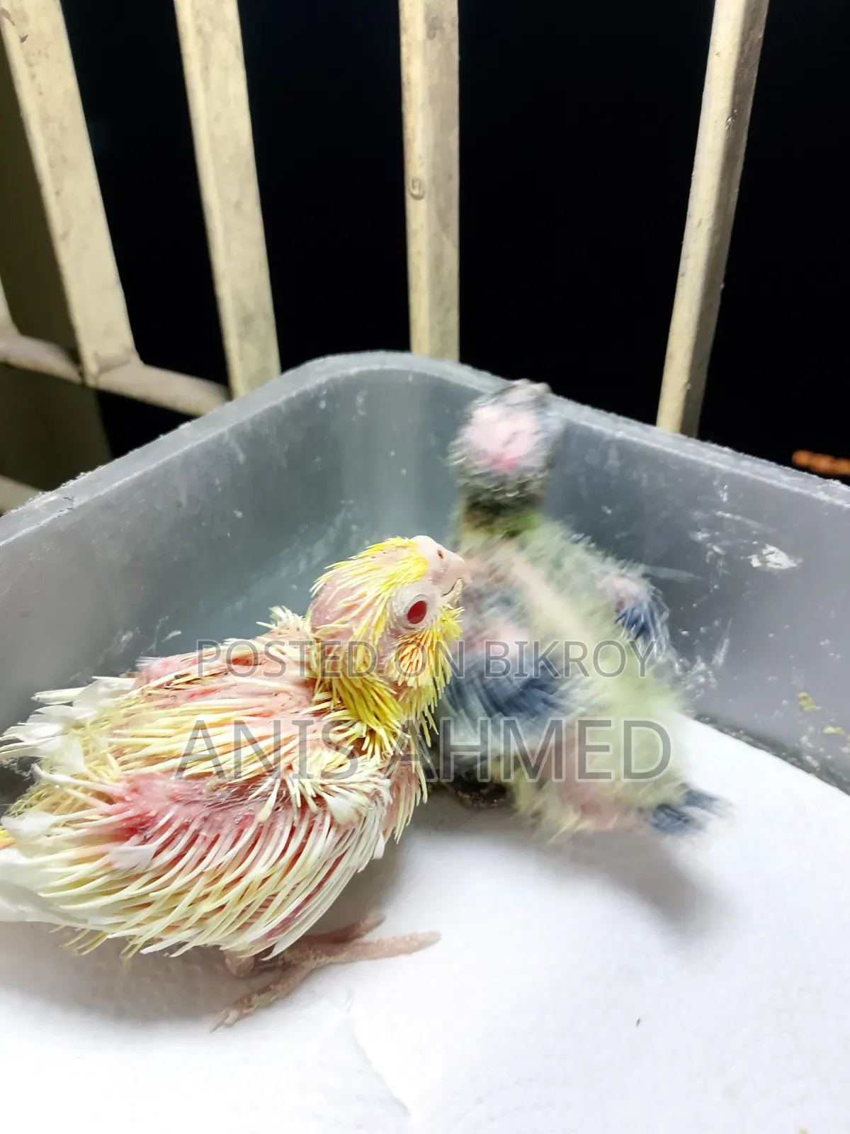 Cockatiel Bird