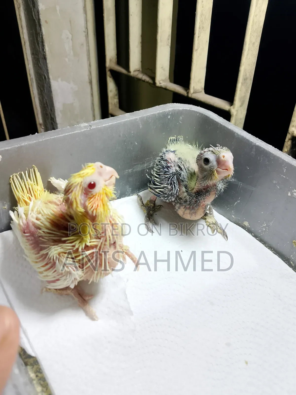 Cockatiel Bird