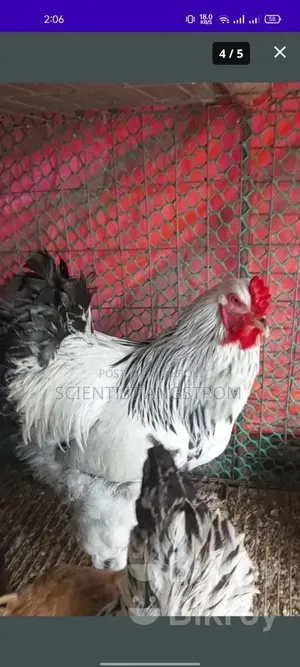 কলম্বিয়ান লাইট ব্রাহমা মোরগ