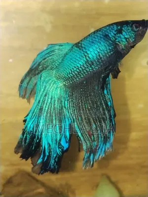 Royal Blue/Red Fullmoon Betta (Imported Fish)