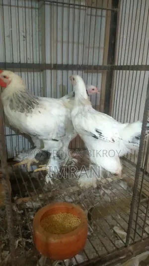আমেরিকান ব্রাহমা