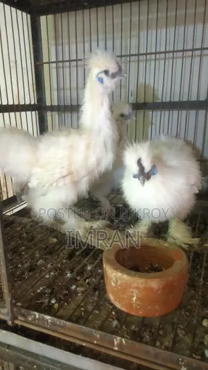 আমেরিকান সিল্কি
