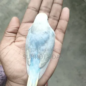 রেইনবো বেবি
